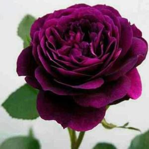 Meet your Posher, Juana